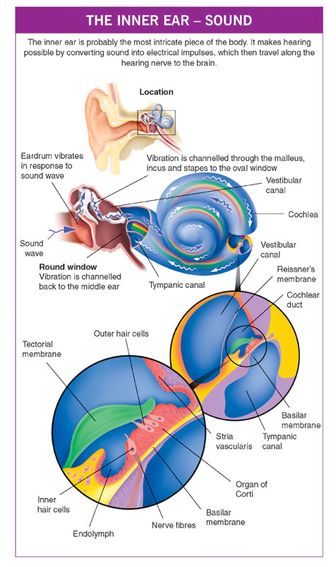 Middle Ear Structures  Overview & Functions - Video & Lesson