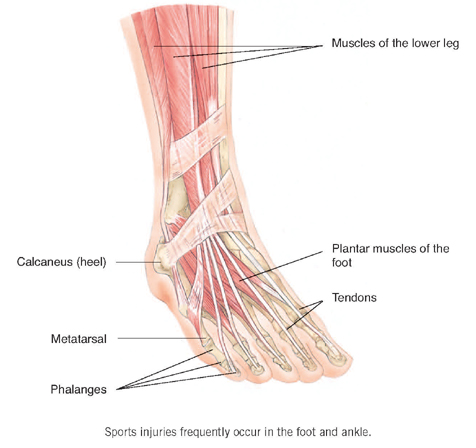 foot ligaments