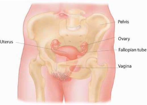 Pregnancy uterus and Bicornuate Uterus