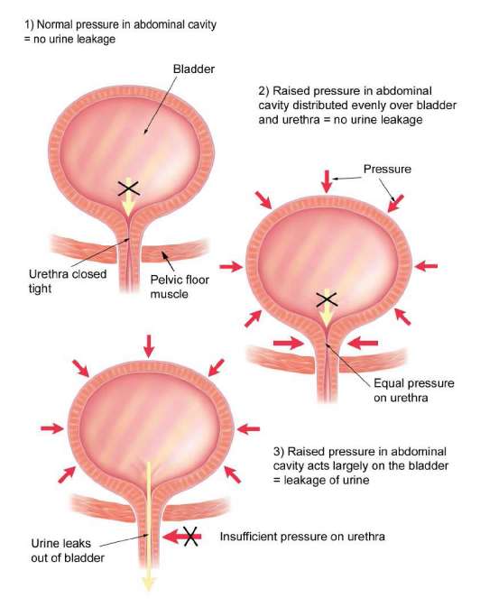 How the bladder works