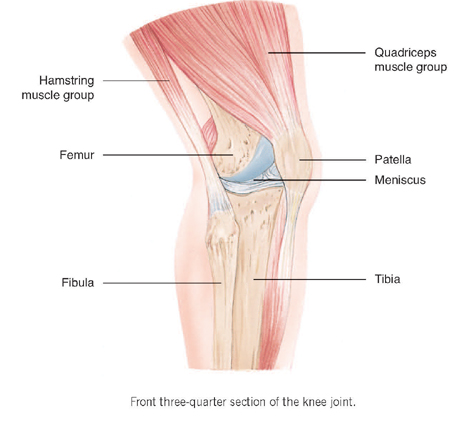 knee muscle