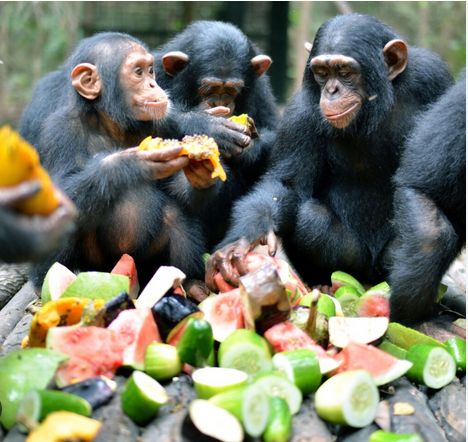 Does Vitamin C Deficiency Contribute to Heart Disease?