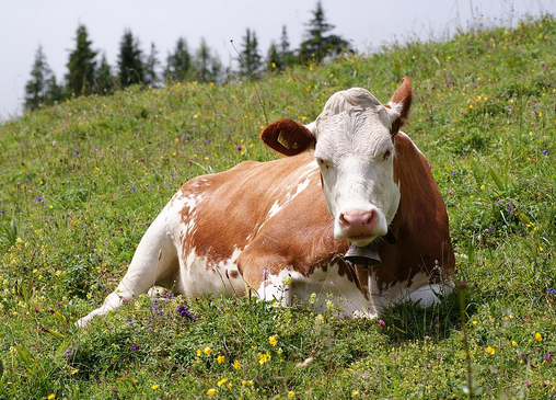 Milk, Dental Decay + Lactose Intolerance