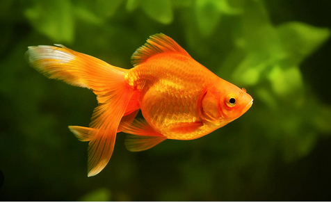 If Eating Fish Is Good For Your Brain – Why Are Fish So Dumb?